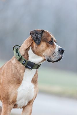 Skina Hundemarkentasche