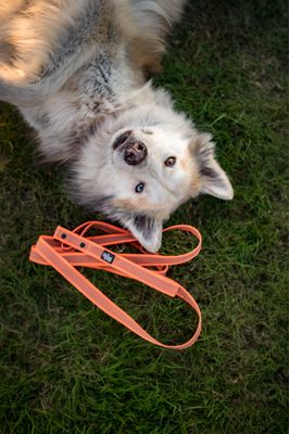 Skina Gummierte Hundeleine "Neon Orange"