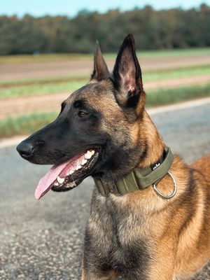 Taktisches Halsband mit Sicherheitsschnalle &amp; Haltegriff „Olive“