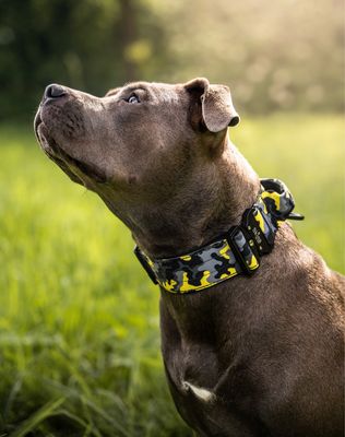 Taktisches Halsband mit Sicherheitsschnalle & Haltegriff „Gelbes Camouflage“