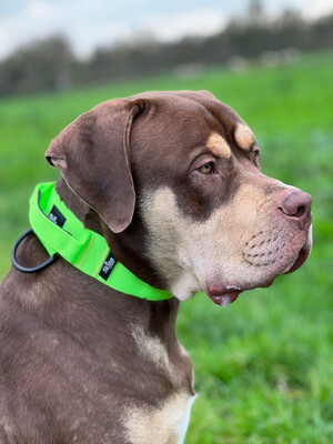 Taktisches Halsband mit Sicherheitsschnalle & Haltegriff „Neon Grün“
