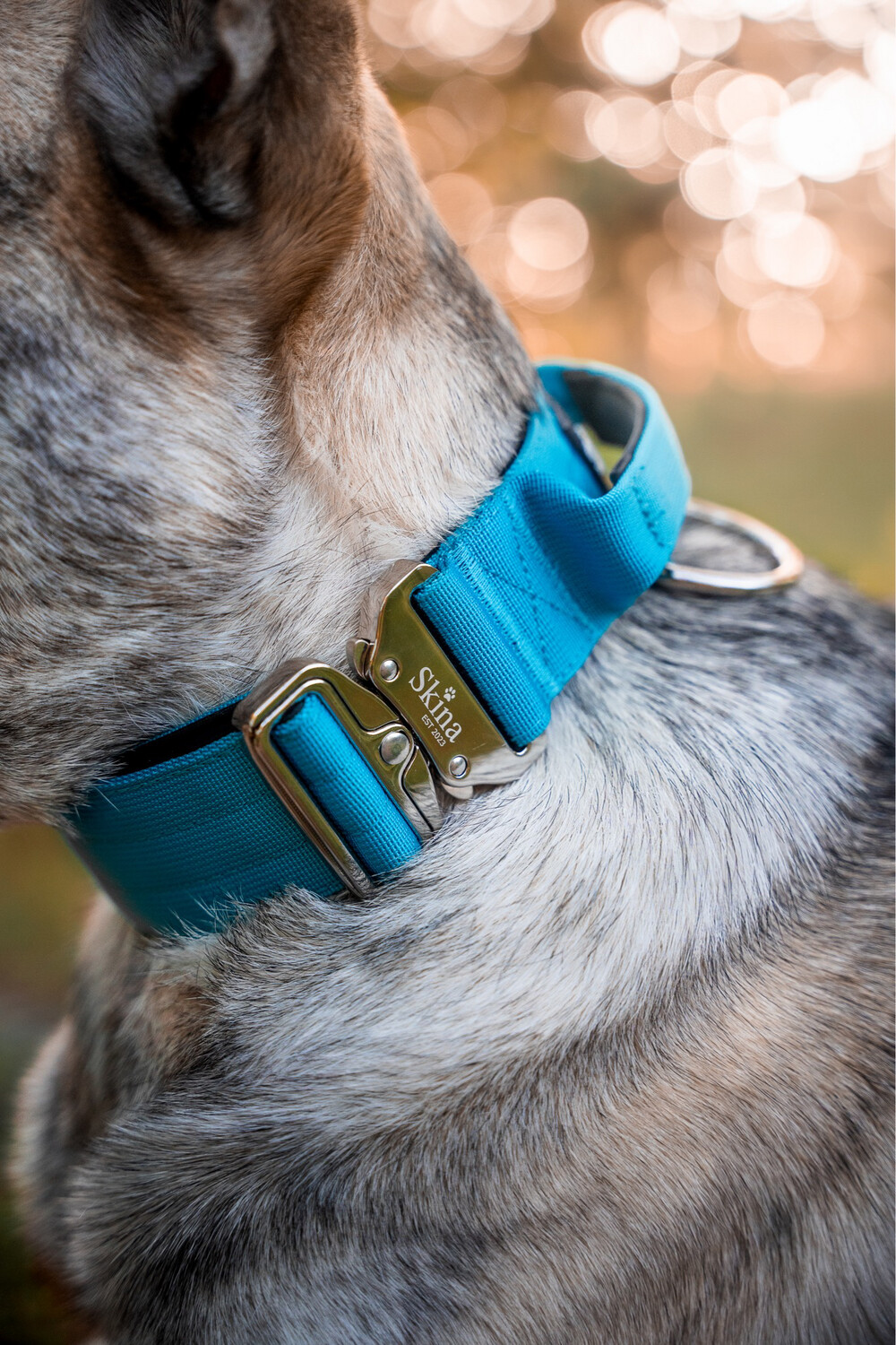 Taktisches Halsband mit Sicherheitsschnalle &amp; Haltegriff „Blau“