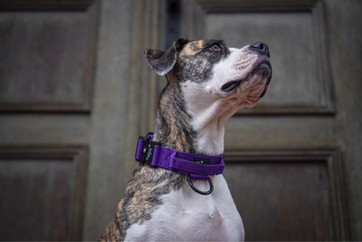 Taktisches Halsband mit Sicherheitsschnalle &amp; Haltegriff „Lila“