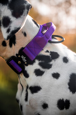 Taktisches Halsband mit Sicherheitsschnalle &amp; Haltegriff „Lila“