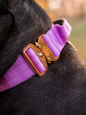 Taktisches Halsband mit Sicherheitsschnalle & Haltegriff „Flieder“ Taktisches Halsband mit Sicherheitsschnalle & Haltegriff „Flieder“