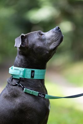 Taktisches Halsband mit Sicherheitsschnalle & Haltegriff „Türkis“