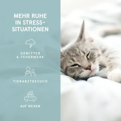 CBD Hanföl für Katzen