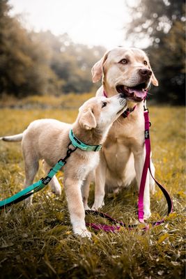 Skina Halsband für kleine Hunde "Türkis"