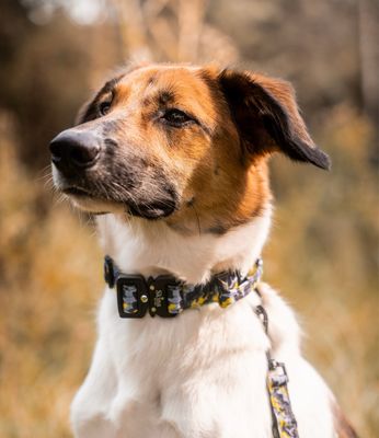Skina Halsband für kleine Hunde "Gelbes Camouflage"