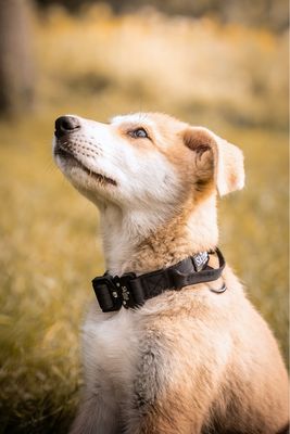 Skina Halsband für kleine Hunde "Schwarz"