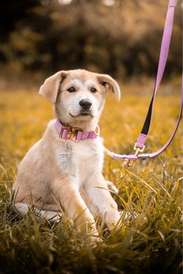 Skina Halsband für kleine Hunde "Flieder"