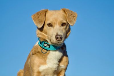 Skina Halsband für kleine Hunde "Blau"