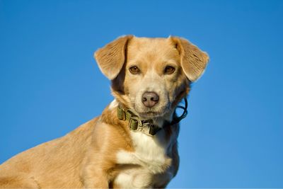 Skina Halsband für kleine Hunde "Olive"