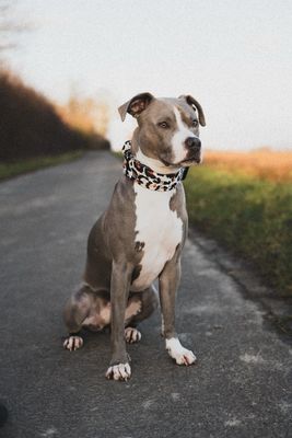 Taktisches Halsband mit Sicherheitsschnalle & Haltegriff „Leo Muster Schwarz“