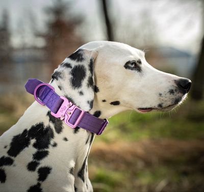 Ultra leichtes Halsband mit Sicherheitsschnalle &amp; Haltegriff "Lila"