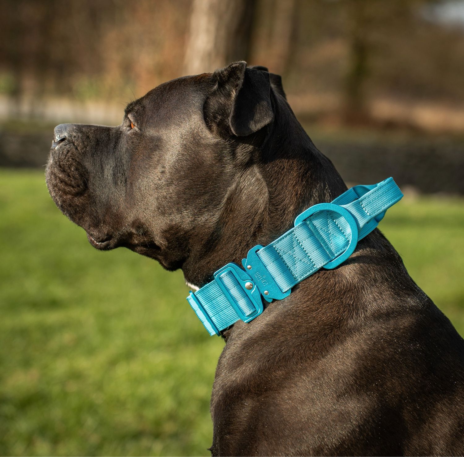 Ultra leichtes Halsband mit Sicherheitsschnalle &amp; Haltegriff "Blau"
