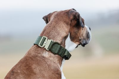 Ultra leichtes Halsband mit Sicherheitsschnalle &amp; Haltegriff "Olive"