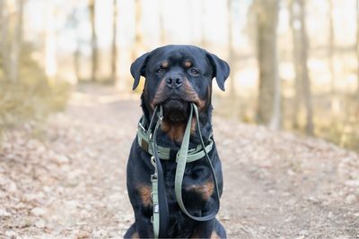 Halsband mit Haltegriff &amp; Rollschnalle "Olive"
