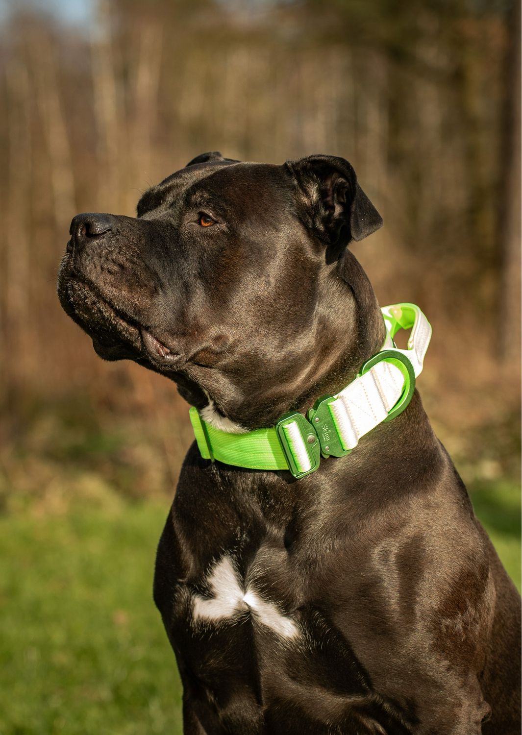 Ultra leichtes Halsband mit Sicherheitsschnalle &amp; Haltegriff "Neon Grün"