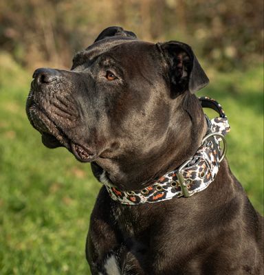Halsband mit Haltegriff &amp; Rollschnalle "Leoprint"