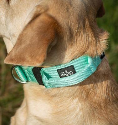 Halsband mit Haltegriff &amp; Rollschnalle "Türkis"