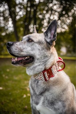 Ultra leichtes Halsband mit Sicherheitsschnalle &amp; Haltegriff "X-MAS"