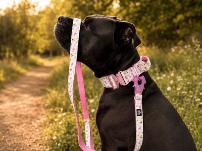 Skina Taktische Halsband &amp; Leinen Set „Ultra leicht“ Summer Edition