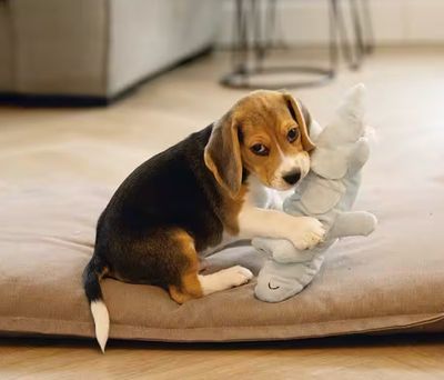 Hundespielzeug Puppy Krokodil Jake