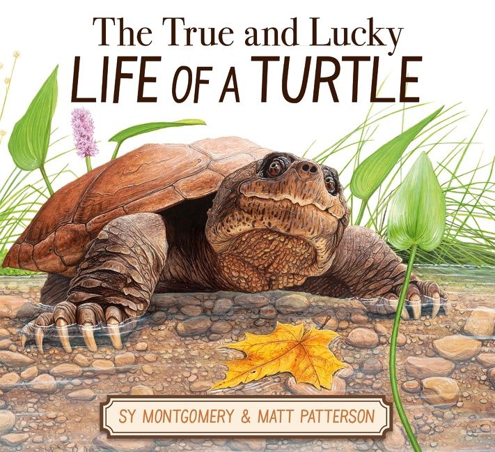 The True and Lucky Life of a Turtle by Sy Montgomery