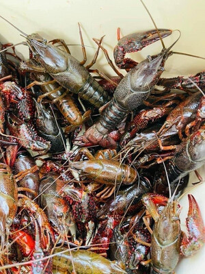 Live crawfish 🔹 Local to LA only🔹min 3 lb
