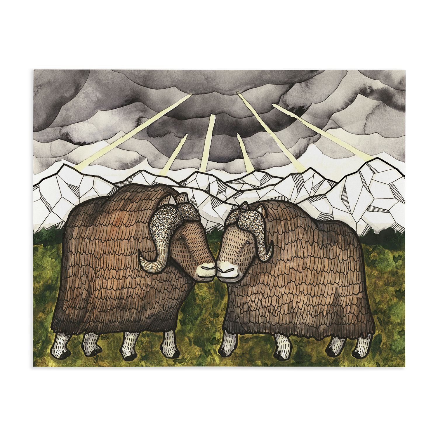 Print 8x10 | Musk Ox Storm Clearing