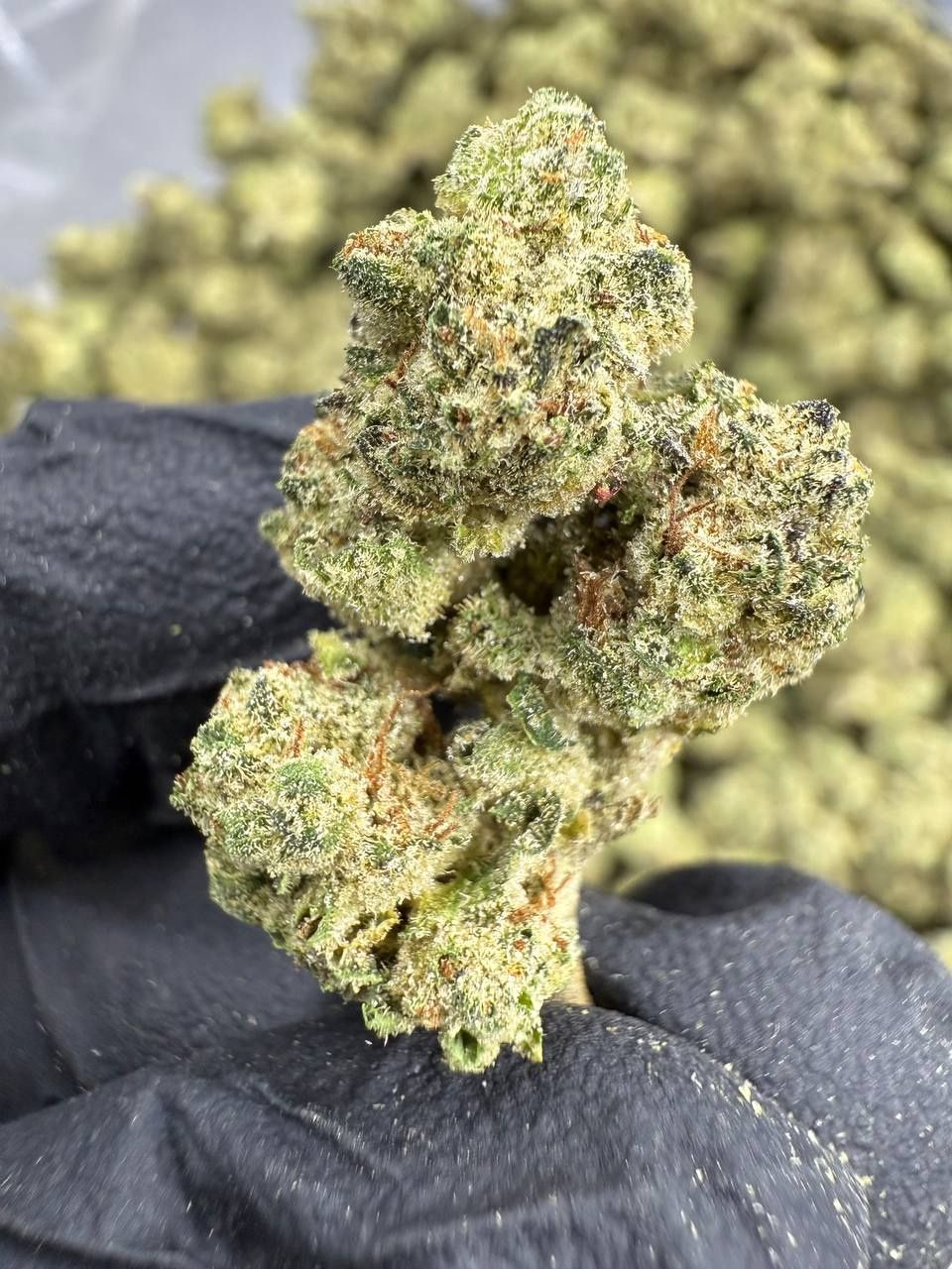 THCA Flower Cookies &amp; Cream Mediums