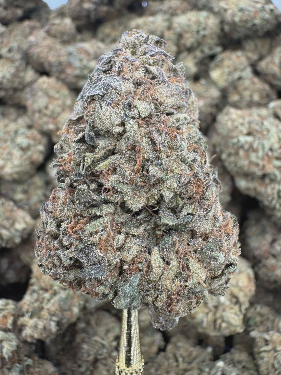 THCA Flower Hybrid - Gelato King