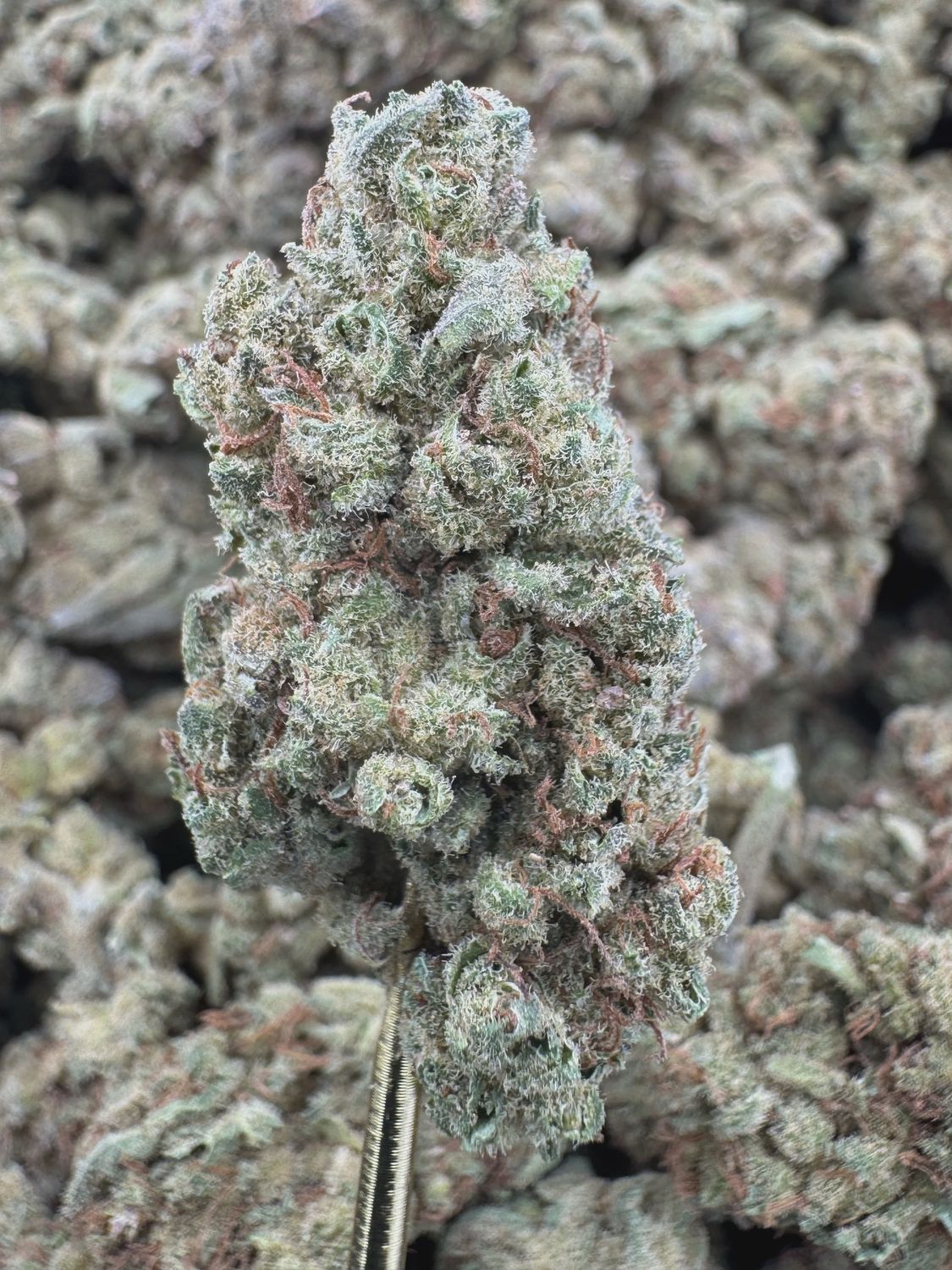 THCA Flower Sativa Hybrid - Lemon Skunk