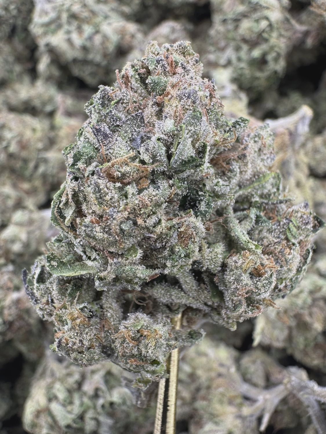 THCA Flower Hybrid - Blue Lobster