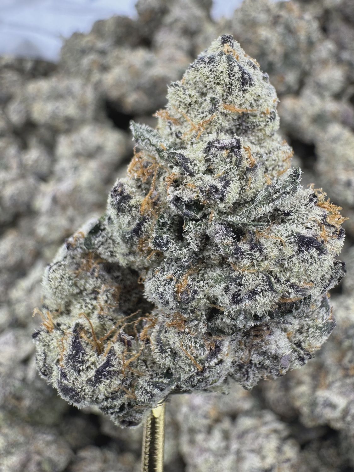 THCA Flower Sativa Dominant Hybrid - Jungle Gym