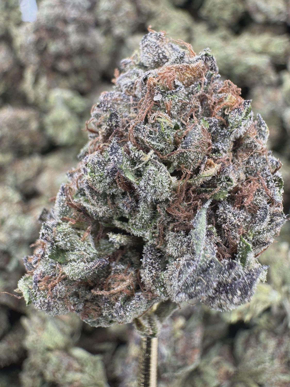 THCA Flower Indica Dominant Hybrid - Italian Ice