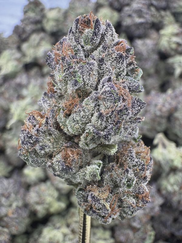 THCA Flower Hybrid - Gelatti Cake