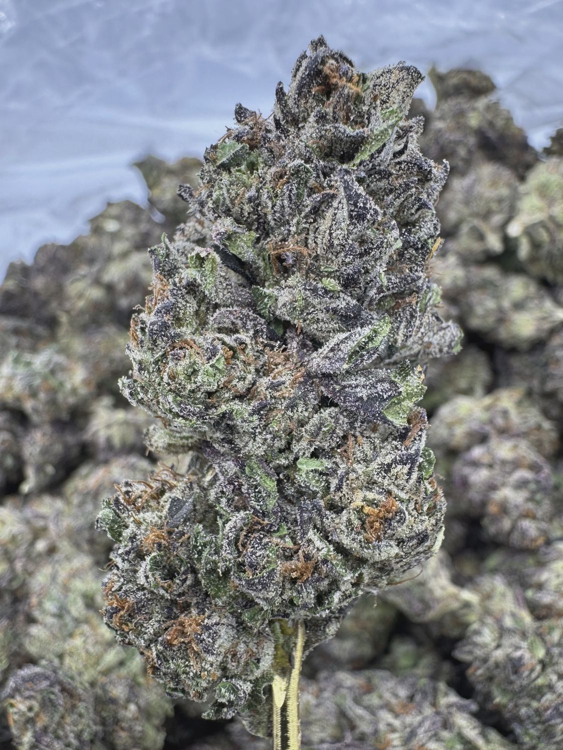 THCA Flower Indica Dominant Hybrid - Birthday Cake