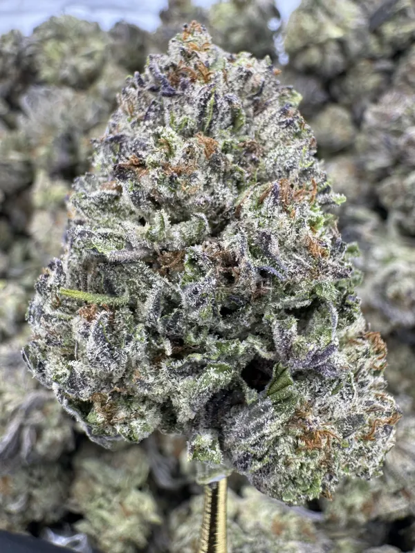 THCa Flower | Sativa Dominant Hybrid | White Durban