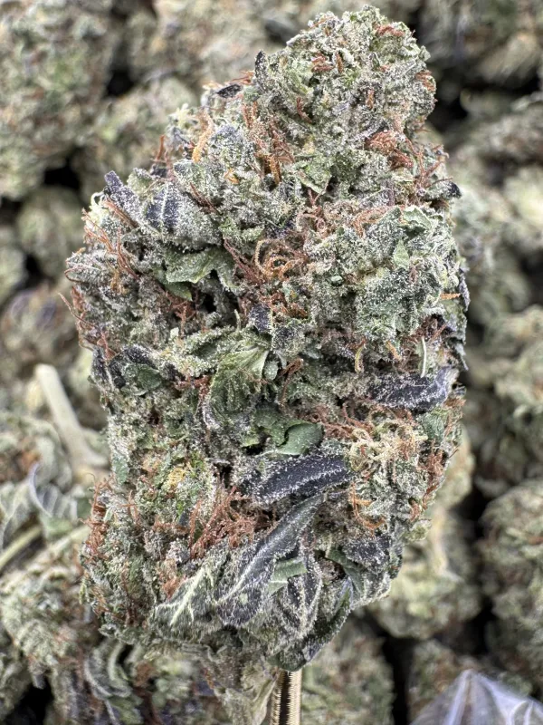 THCA Flower Sativa Dominant Hybrid - Grapefruit Sorbet
