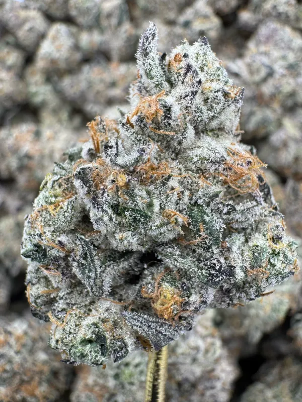 THCA Flower Indica Dominant Hybrid - Black Amber