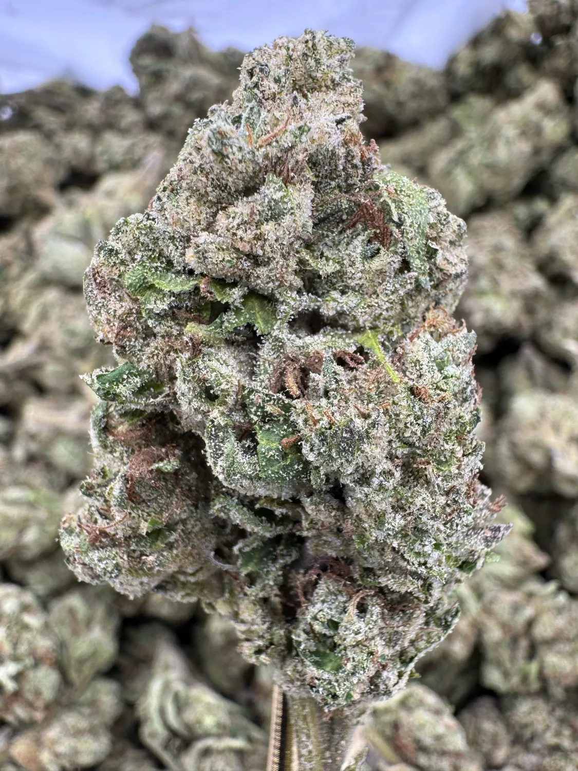 THCA Flower Hybrid - Candy Runtz