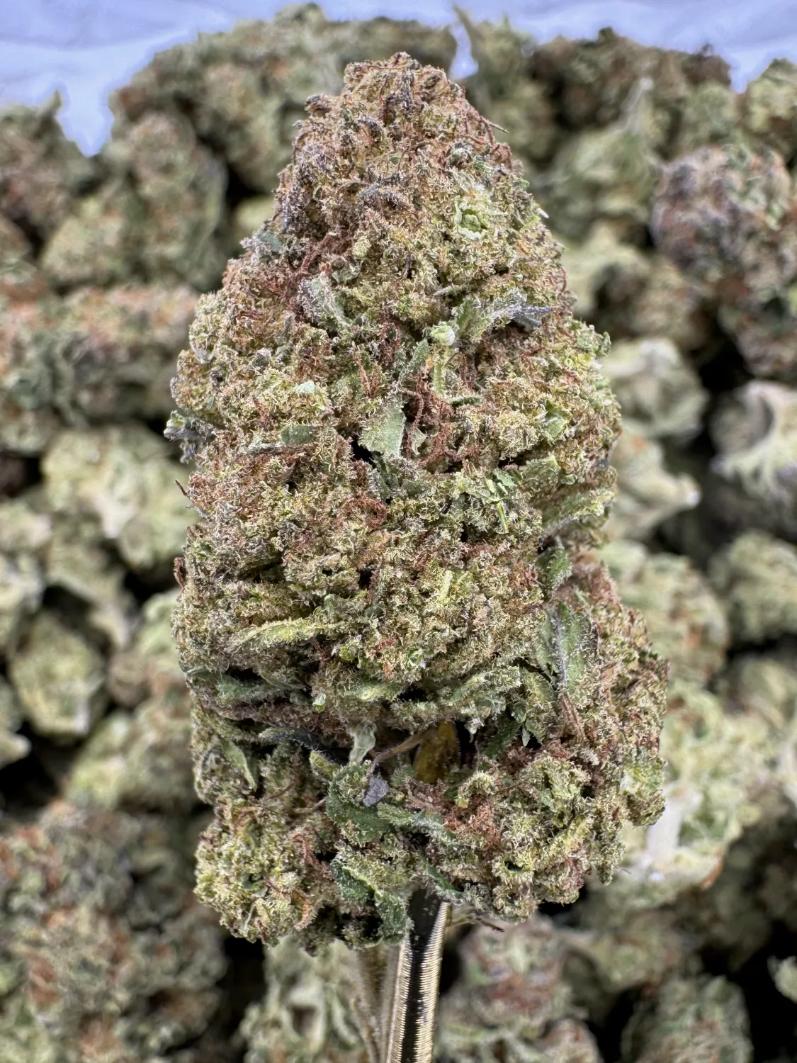 THCA FLower- Indica Dominant Hybrid - Sundae Driver