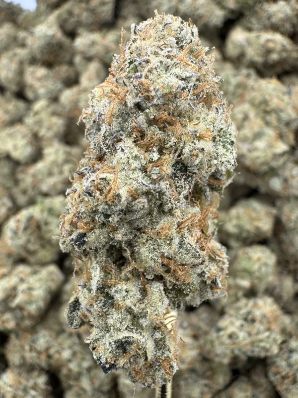 THCa FLower | Indica | Mule Fuel