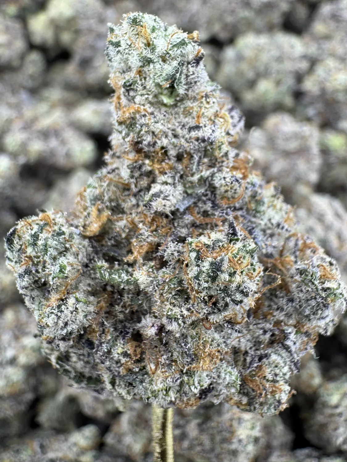 THCa Flower | Indica Dominant Hybrid | White Chocolate Chip