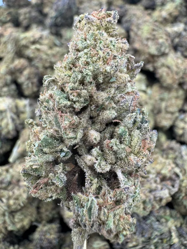 THCa Flower | Sativa Dominant Hybrid | Strawberry Cough