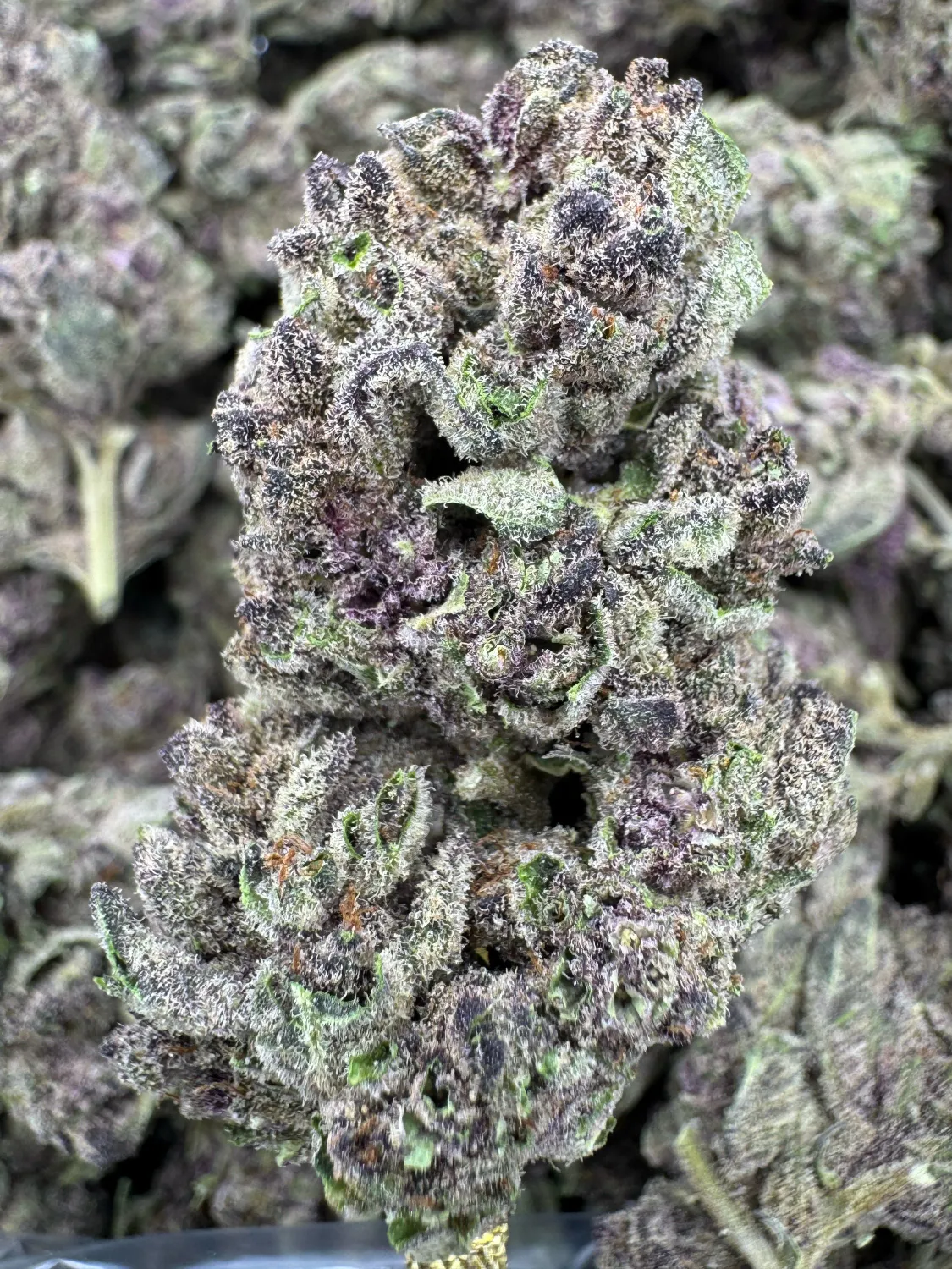 THCa Flower | Sativa Dominant Hybrid | Tropicana Cookies