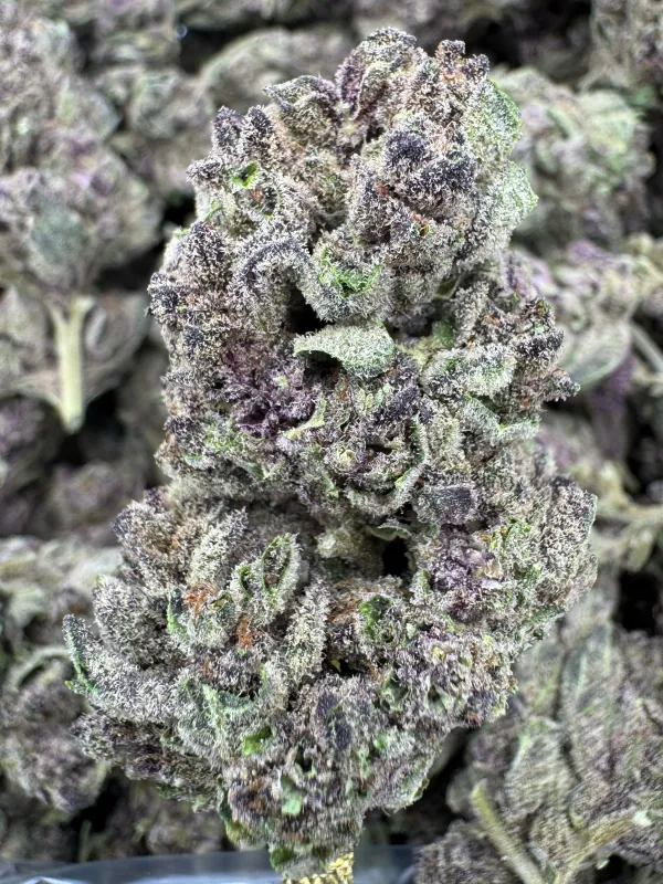 THCa Flower | Sativa Dominant Hybrid | Tropicana Cookies