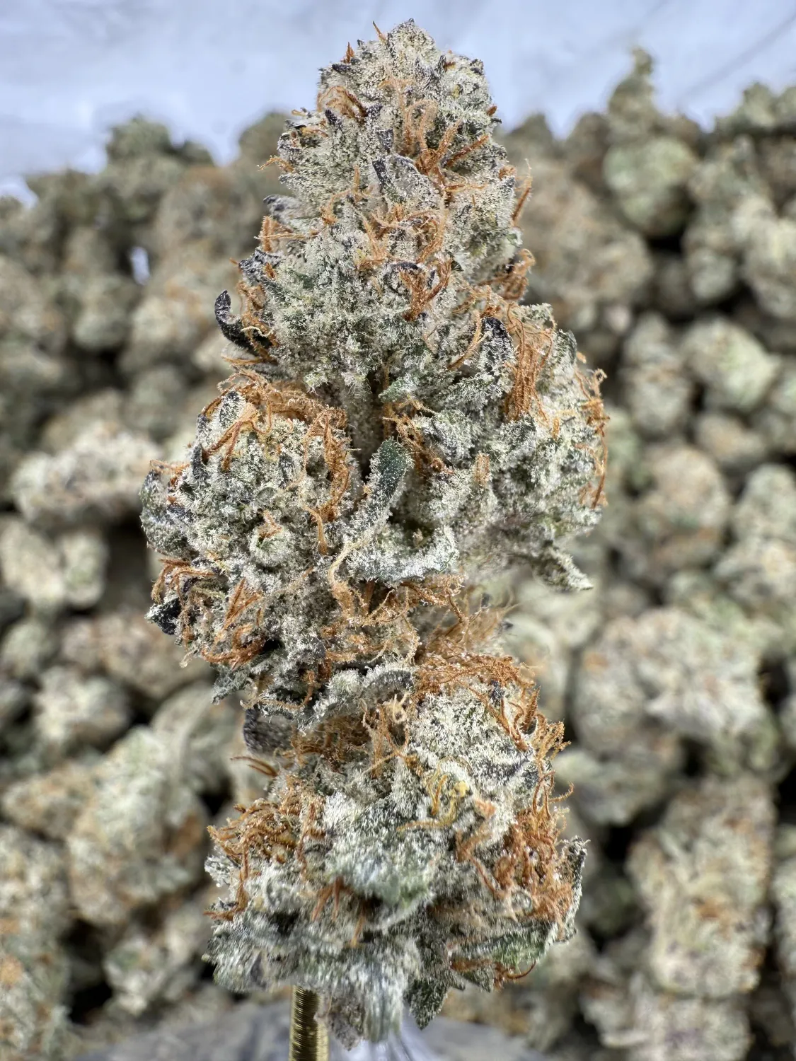 THCa Flower | Indica Dominant Hybrid | Black Amber